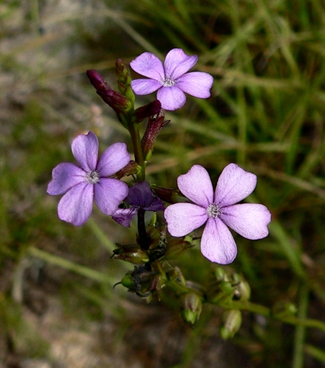 {Buchnera floridana}